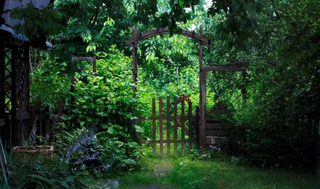 Faire nettoyer un jardin à l'abandon - Saint-Didier-au-Mont-d’Or - HORIZON PAYSAGE