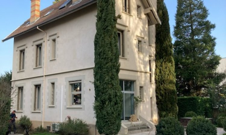 Rabattage de cyprès colonne  par paysagiste vers Saint-Didier-au-Mont-d'Or